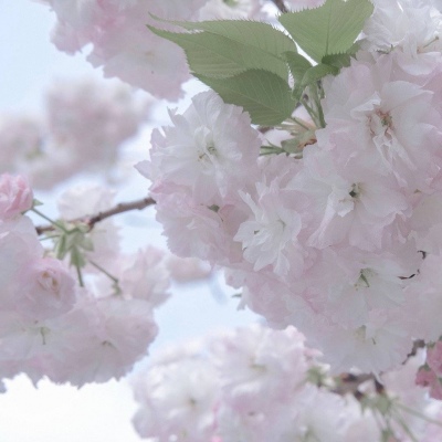 兽设背景故事创作福瑞群